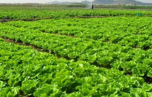 东莞市顺旺农产品配送服务 连接田间到餐桌的绿色桥梁